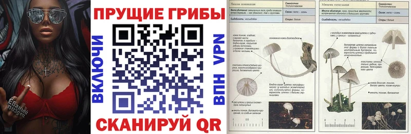 ОМГ ОМГ зеркало  Сосновый Бор  Псилоцибиновые грибы Psilocybine cubensis 